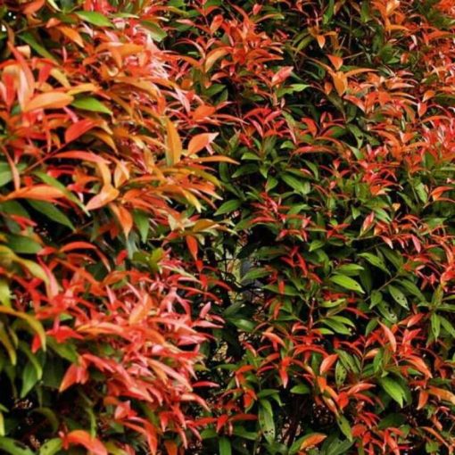 bibit tanaman bunga hias pucuk merah asli hidup murah bergaransi Banjarbaru