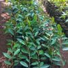 bibit tanaman buah durian bawor kaki 1 Sulawesi Tengah