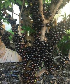 bibit anggur pohon terlaris Daerah Istimewa Yogyakarta