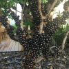bibit anggur pohon terlaris Samarinda