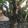 bibit anggur pohon terlaris Jawa Tengah