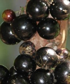 bibit anggur pohon terlaris Manado