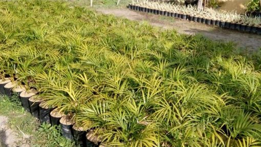 tanaman pohon palem kuning Pangkalpinang