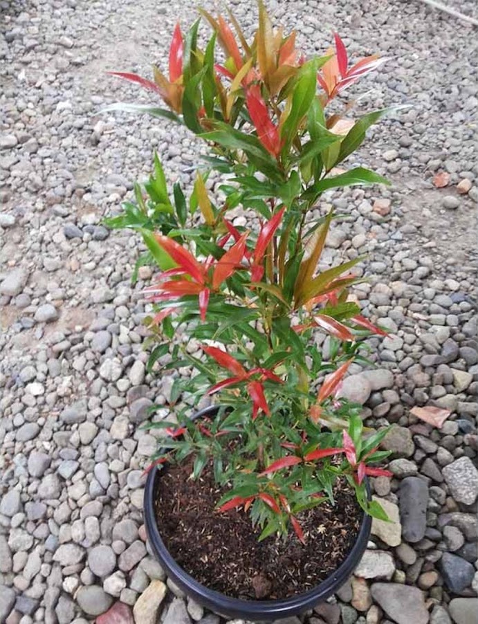 Gambar Produk tanaman hias pucuk merah Sulawesi Utara