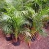 tanaman hias indoor bibit pohon palem kuning palm kuning murah Nusa Tenggara Timur