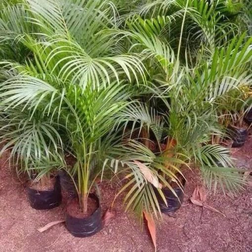 tanaman hias indoor bibit pohon palem kuning palm kuning murah Bima