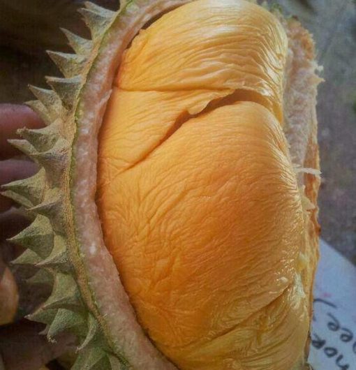 promo murah bibit durian ochee duri hitam Semarang