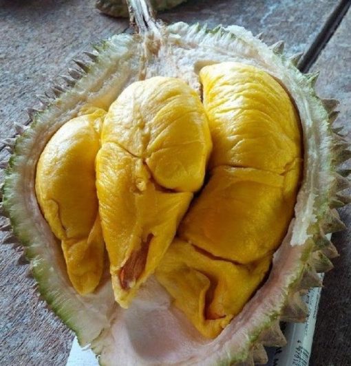 Bibit Durian Musang King Kaki Tiga Sukabumi