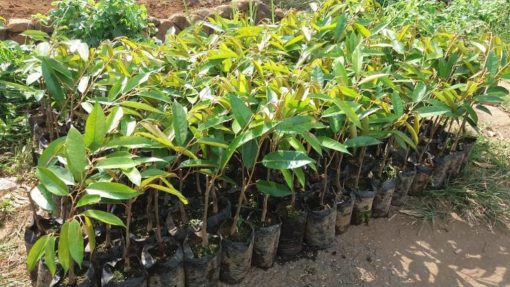 bibit durian montong stek okulasi cepat berbuah Daerah Istimewa Yogyakarta