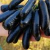BIBIT BUAH ANGGUR IMPOR AVATAR Ambon