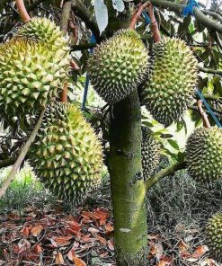 bibit durian bawor hasil okulasi cepat berbuah Sukabumi