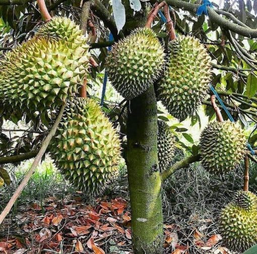 bibit durian bawor hasil okulasi cepat berbuah Sukabumi
