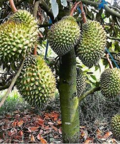 Bibit Durian Bawor Hasil Okulasi Cepat Berbuah Bisa COD Bontang
