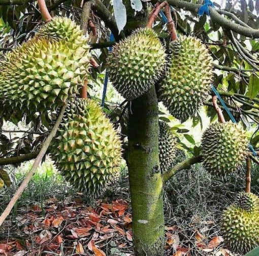 bibit durian bawor hasil okulasi cepat berbuah Yogyakarta