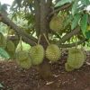 bibit durian musangking siap berbuah Metro