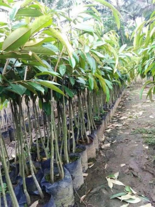 bibit durian musangking siap berbuah Kota Administrasi Jakarta Barat