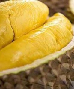 bibit durian montong super jumbo cepat berbuah Sorong