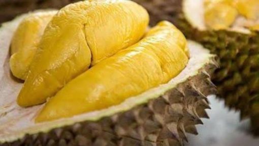 bibit durian montong super jumbo cepat berbuah Sorong