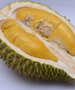 bibit durian musangking kaki 3 hasil okulasi Jakarta