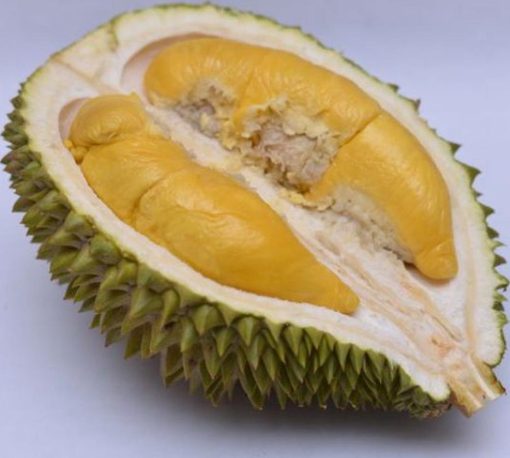 bibit durian musangking kaki 3 hasil okulasi Jakarta