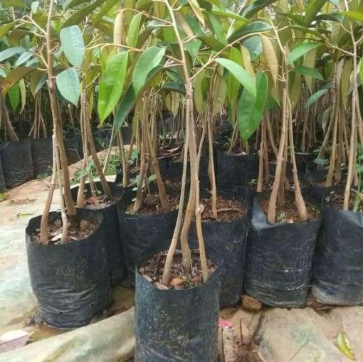 bibit durian musangking kaki 3 hasil okulasi Jawa Tengah