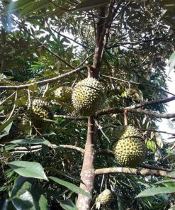 bibit durian musangking kaki 3 hasil okulasi Banten