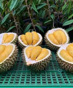 bibit durian musangking kaki 3 hasil okulasi Blitar