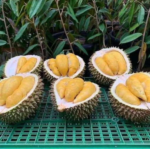 bibit durian musangking kaki 3 hasil okulasi Blitar