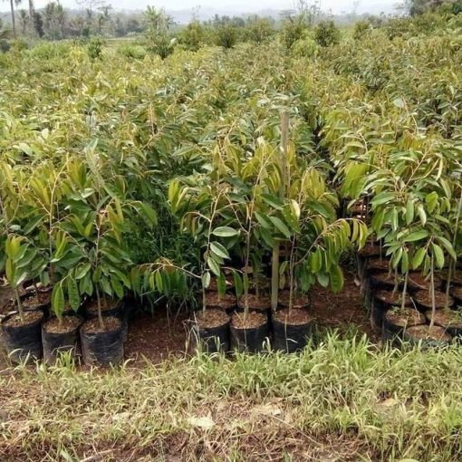 bibit durian bawor okulasi cepat berbuah Jawa Timur