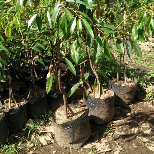 bibit durian bawor kaki 3 tinggi 1m up Tebingtinggi