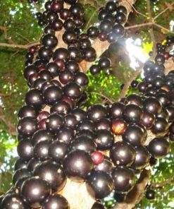 bibit anggur pohon anggur Brazil Sabara Kepulauan Riau