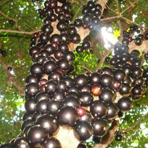 bibit anggur pohon anggur Brazil Sabara Padang Sidempuan