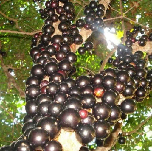 bibit anggur pohon anggur Brazil Sabara Bengkulu