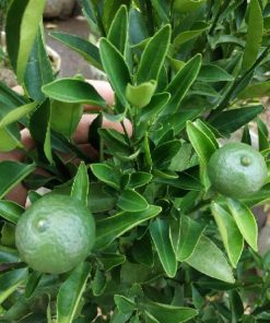 sudah berbuah bibit pohon tanaman buah jeruk limo sudah berbuah nipis purut bali lemon siam kip keep Kalimantan Tengah