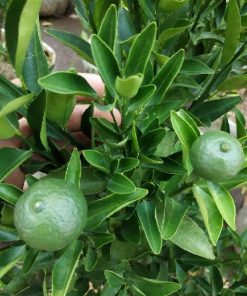 sudah berbuah bibit pohon tanaman buah jeruk limo sudah berbuah nipis purut bali lemon siam kip keep Kota Administrasi Jakarta Timur