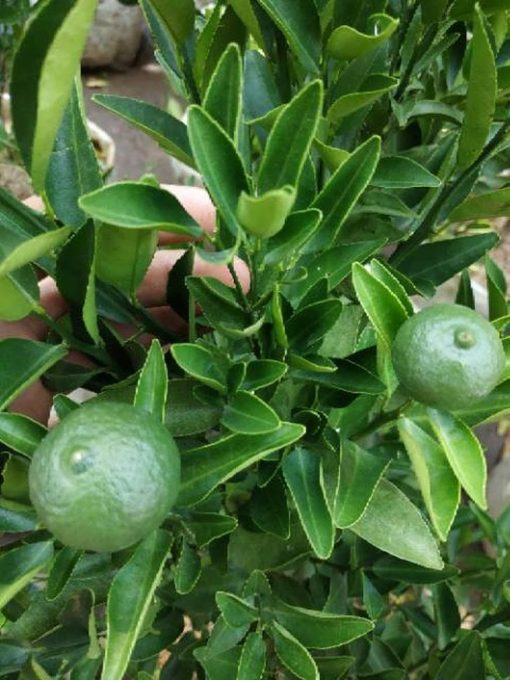 sudah berbuah bibit pohon tanaman buah jeruk limo sudah berbuah nipis purut bali lemon siam kip keep Kota Administrasi Jakarta Timur