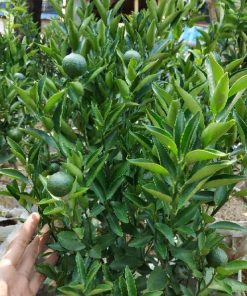 sudah berbuah bibit pohon tanaman buah jeruk limo sudah berbuah nipis purut bali lemon siam kip keep Malang