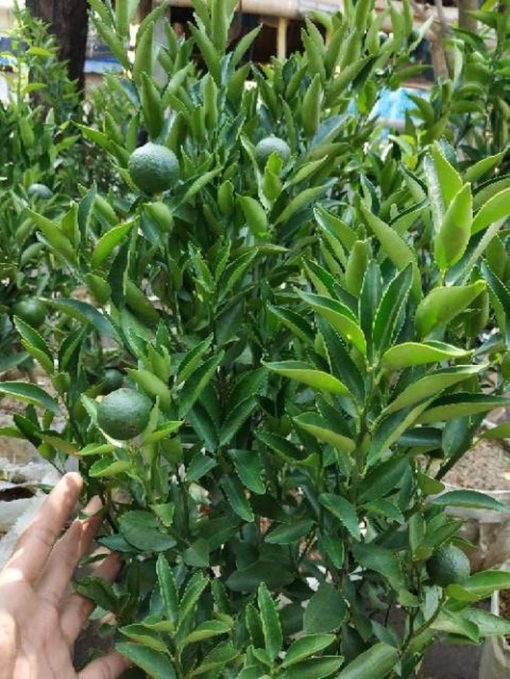 sudah berbuah bibit pohon tanaman buah jeruk limo sudah berbuah nipis purut bali lemon siam kip keep Malang