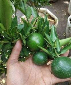 sudah berbuah bibit pohon Tanaman buah jeruk limo sudah berbuah nipis purut bali lemon siam kip keep Kupang