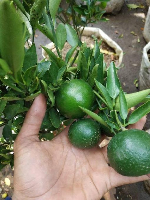 sudah berbuah bibit pohon Tanaman buah jeruk limo sudah berbuah nipis purut bali lemon siam kip keep Kupang