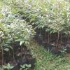 spesial tambulampot bibit durian bawor hasil okulasi super Tanjungpinang