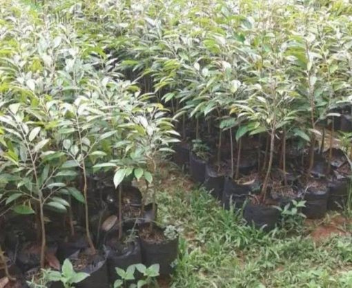 spesial tambulampot bibit durian bawor hasil okulasi super Tanjungpinang