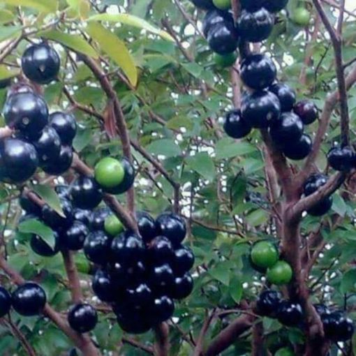 bibit anggur brazil sabara bibit anggur pohon Nusa Tenggara Barat