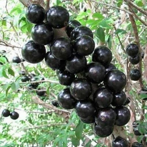 Bibit Anggur Pohon Brazil Jawa Timur