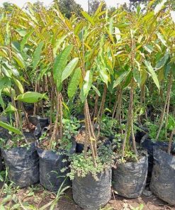 bibit pohon durian duri hitam kaki 3 super unggul genjah cepat berbuah murah terlaris Sulawesi Selatan
