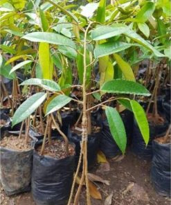 bibit pohon durian duri hitam kaki 3 super unggul genjah cepat berbuah murah terlaris Kepulauan Riau