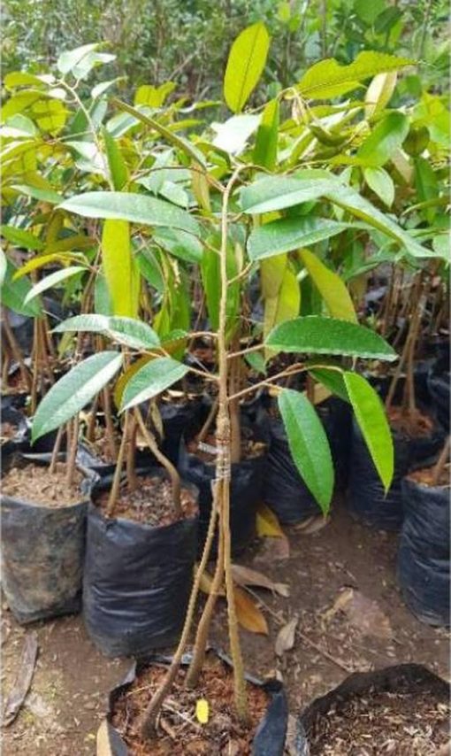 bibit pohon durian duri hitam kaki 3 super unggul genjah cepat berbuah murah terlaris Kepulauan Riau