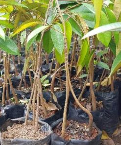 bibit pohon durian duri hitam kaki 3 super unggul genjah cepat berbuah murah terlaris Magelang