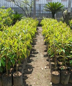 bibit pohon durian duri hitam kaki 3 super unggul genjah cepat berbuah murah terlaris Tebingtinggi