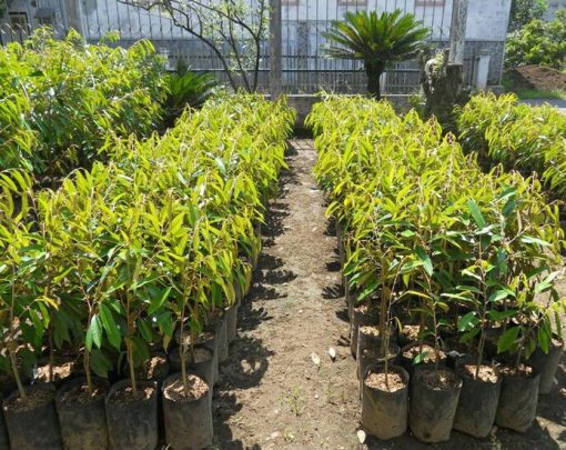 bibit pohon durian duri hitam kaki 3 super unggul genjah cepat berbuah murah terlaris Tebingtinggi